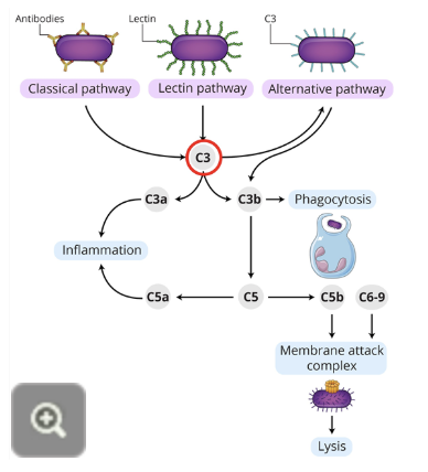 <ul><li><p>the complement system performs multiple functions and involves the intricate regulation of nine components</p></li><li><p>genetic deficiencies have been described for each of these complement components</p></li><li><p>patients with complement deficiencies are prone to frequent severe bacterial infections and complications arising from inability to clear immune complexes</p></li><li><p>in particular, those with C3 (circled in diagram) deficiencies display the most severe symptoms, reflective of the central role played by this component in complement activities</p></li></ul><p></p>