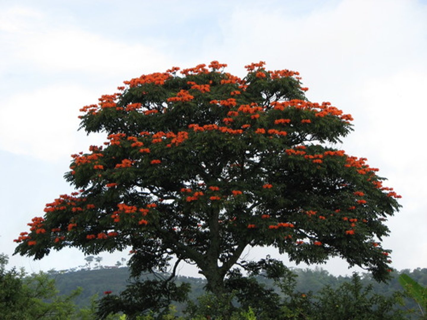 <p>tree</p>