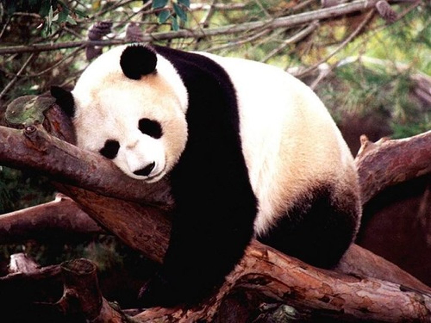 <p>el panda</p>