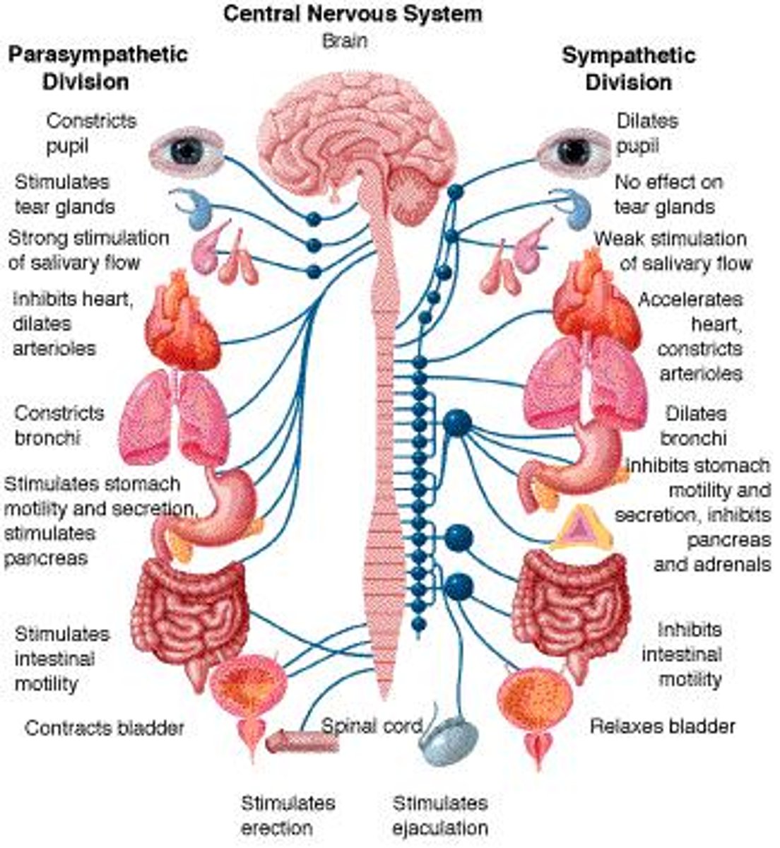 <p>The somatic system controls skeletal muscles consciously, while the autonomic system controls smooth muscles, cardiac muscles, and glands involuntarily.</p>