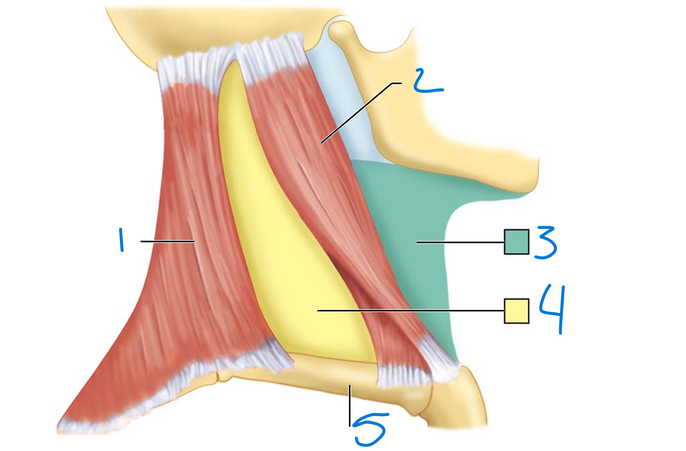 <p>5</p>