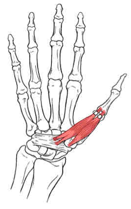 <p>Flexor Pollicis Brevis</p>