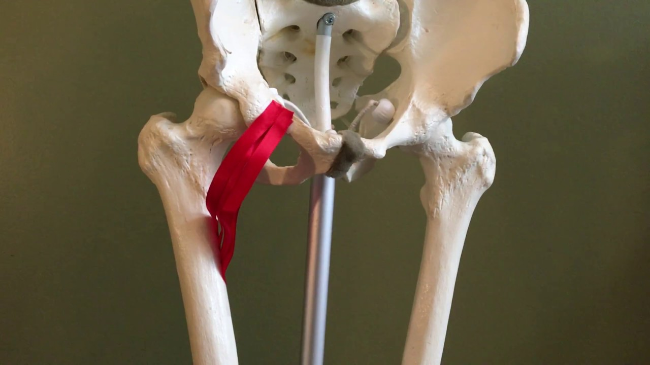 <p>medial compartment</p><p>A</p>