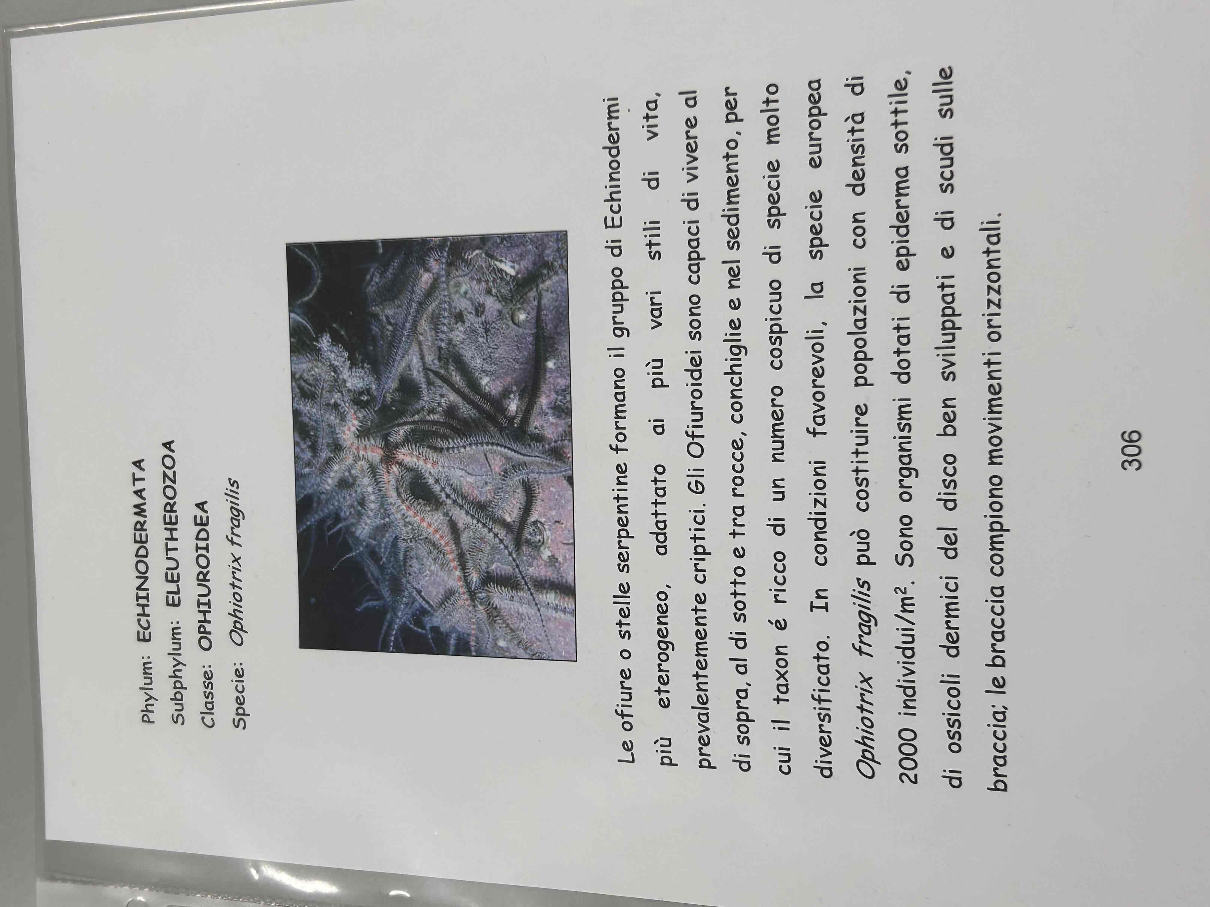 <p>Echinodermata</p><p>Ofiuroidei</p><p>Ophiotrix fragilis</p>