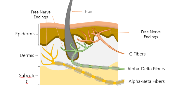 <p>Sensitive to more intense stimulation felt as pain - stimulation of free nerve endings not modified by other cells </p><ul><li><p>connected to axons that are unmylinated (c-fibres) = dull, long main</p></li></ul><ul><li><p>As well as two fibers that are myelinated (alpha-delta and alpha-beta fibres) = sharp&nbsp;</p></li></ul><p></p>