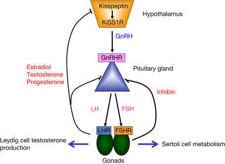 <p>These are hormones secreted by the anterior pituitary gland that regulate the reproductive system and sexual development. The different types are GnRH, LH, and FSH. These hormones impact the sex’s gonads</p>