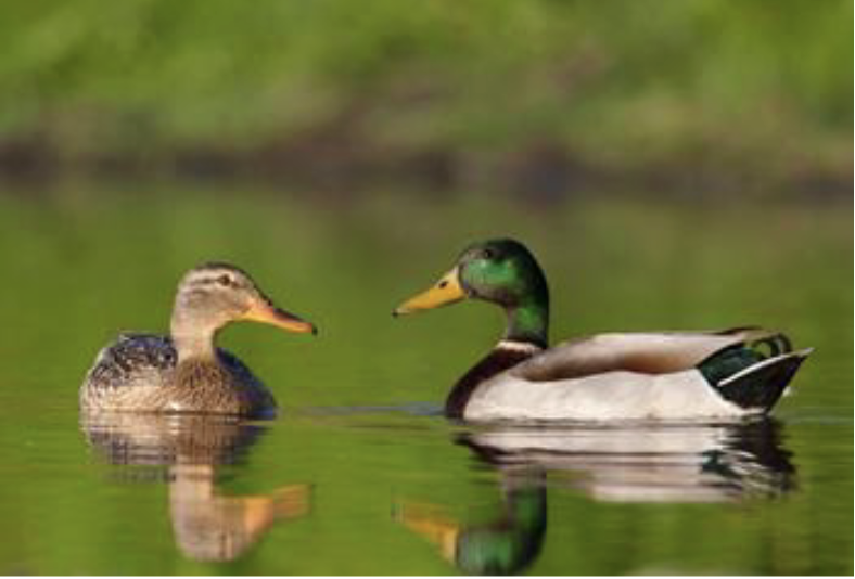 <p>Sexual dimorphism </p>