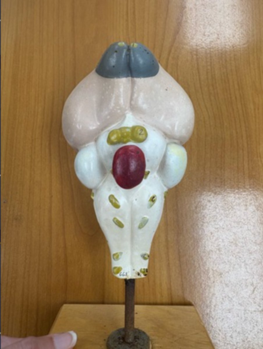 <p>White round structure and animal</p>