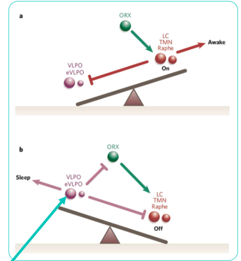 <p>Waak door activatie LC, TMN en Raphe, deze worden geinnerveerd door Orexine vanuit de laterale hypothalamus. Slaap door VLPO, dit wordt geinnerveerd door de epifyse via de SCN en DMH</p>