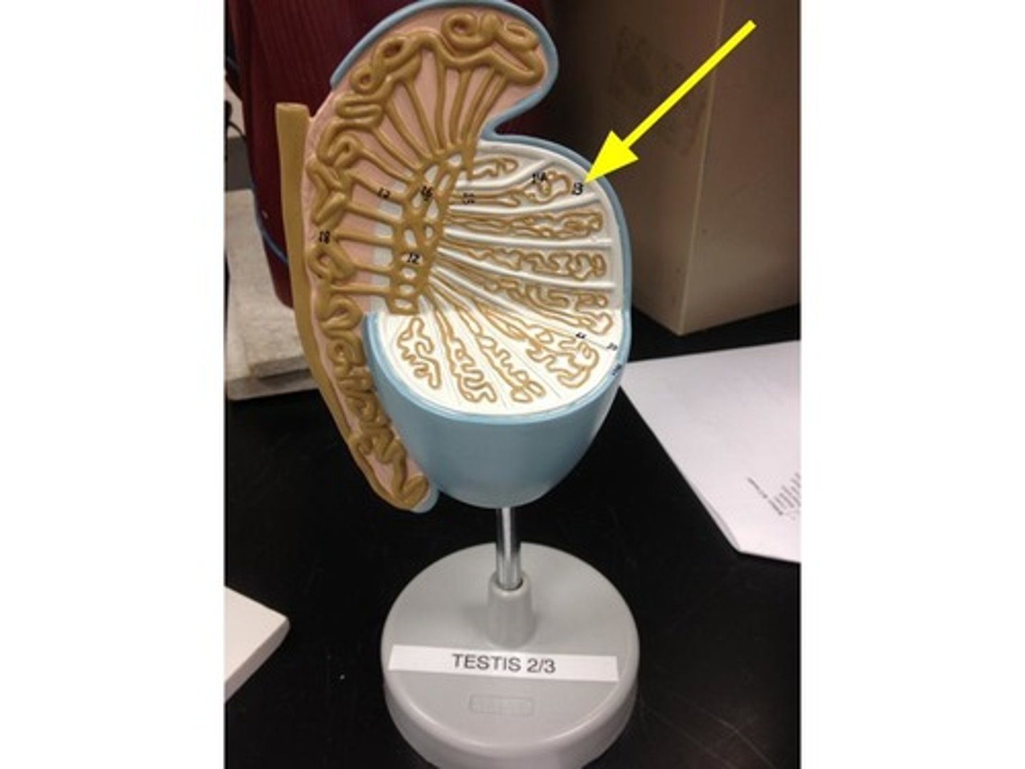 <p>separating testes into lobules</p>