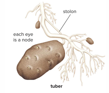 <p>Swollen, fleshy, underground stem. EX: potatoes(eyes of potato are)</p>