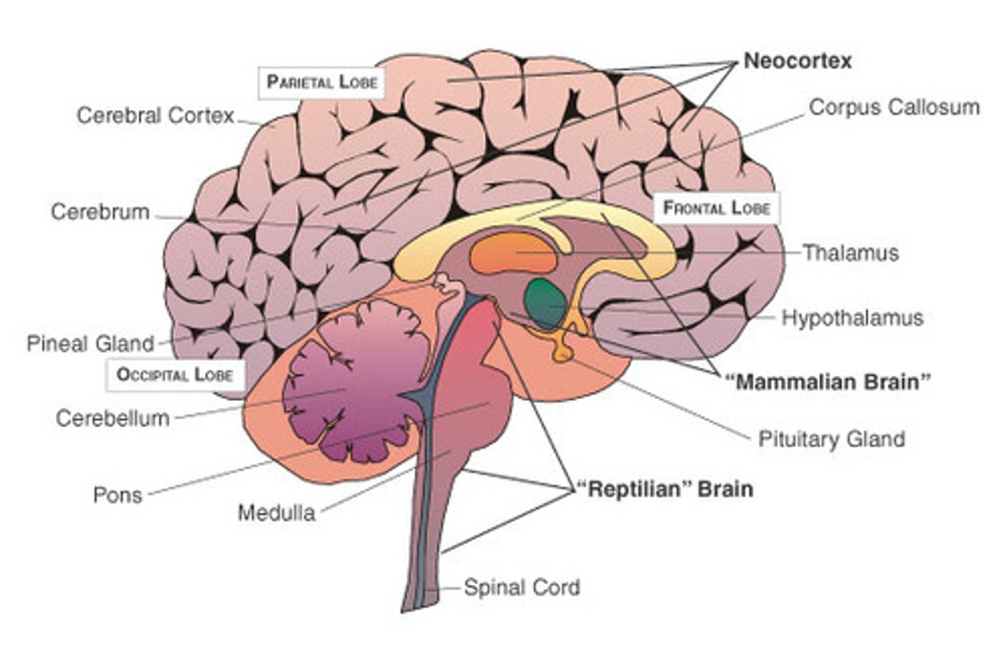 <p>Gradual learning leads to "semanticized" (gist) memories based on multiple similar events and multiple replays of those events. Over time, the memory will become less verdical</p>
