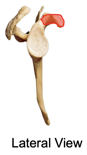 <p>also called “crows beak”</p><p>projects anteriorly &amp; laterally (means it can primarilly be seen from the anterior/ lateral view)</p>