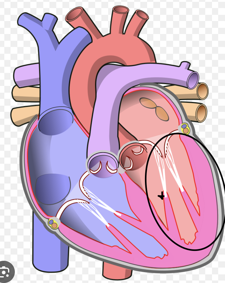 <p>below left atrium</p>