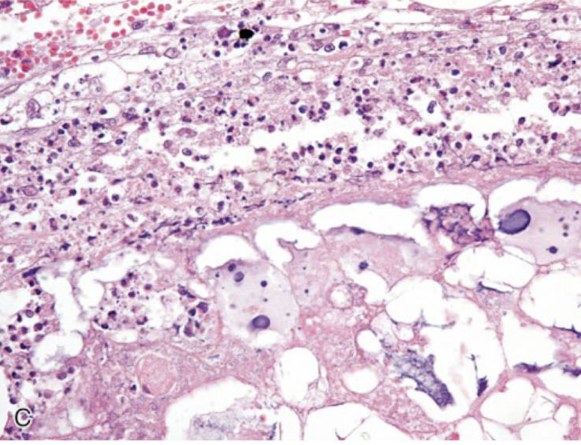 <p>What is this an image of?</p>