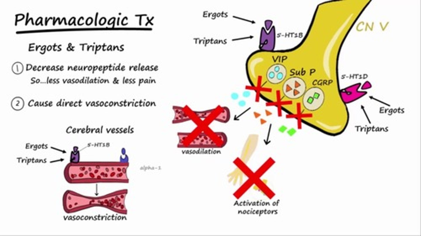 <p>Triptans</p>