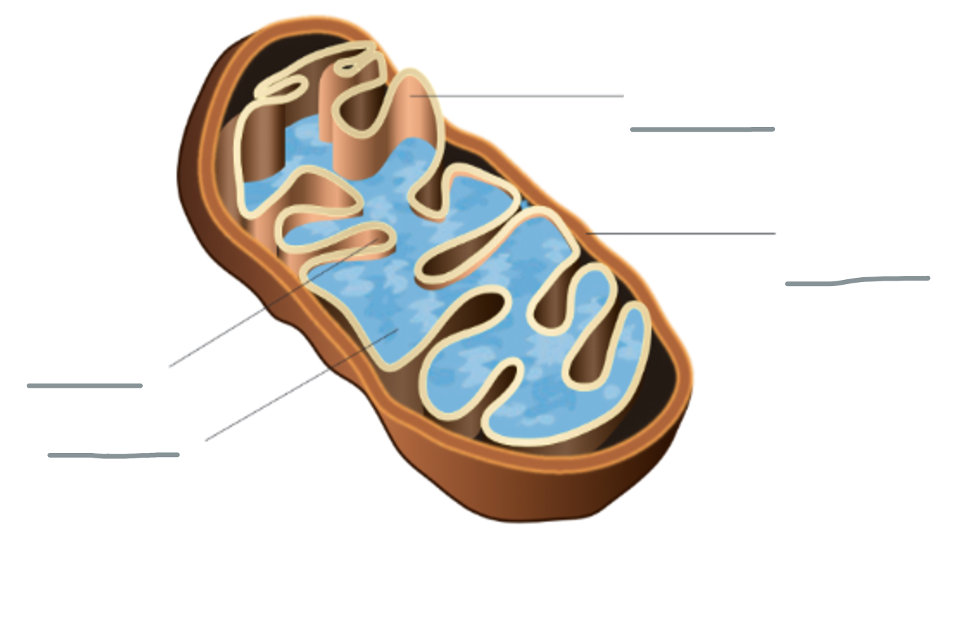 <p>inner structure mitochondria</p>