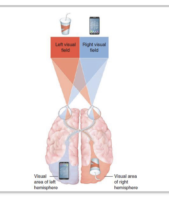 <p>• The optic nerve contains the axons of 1 million ganglion cells that exit the eye via the blind spot and project to the thalamus</p><p>• From the thalamus, neurons project to the visual cortex</p>