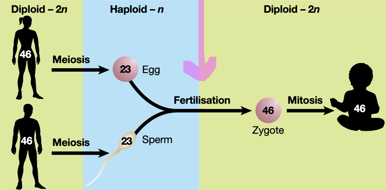 MEIOSIS 
