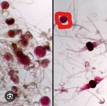 <p>what is this?</p><p>what is circled?</p>