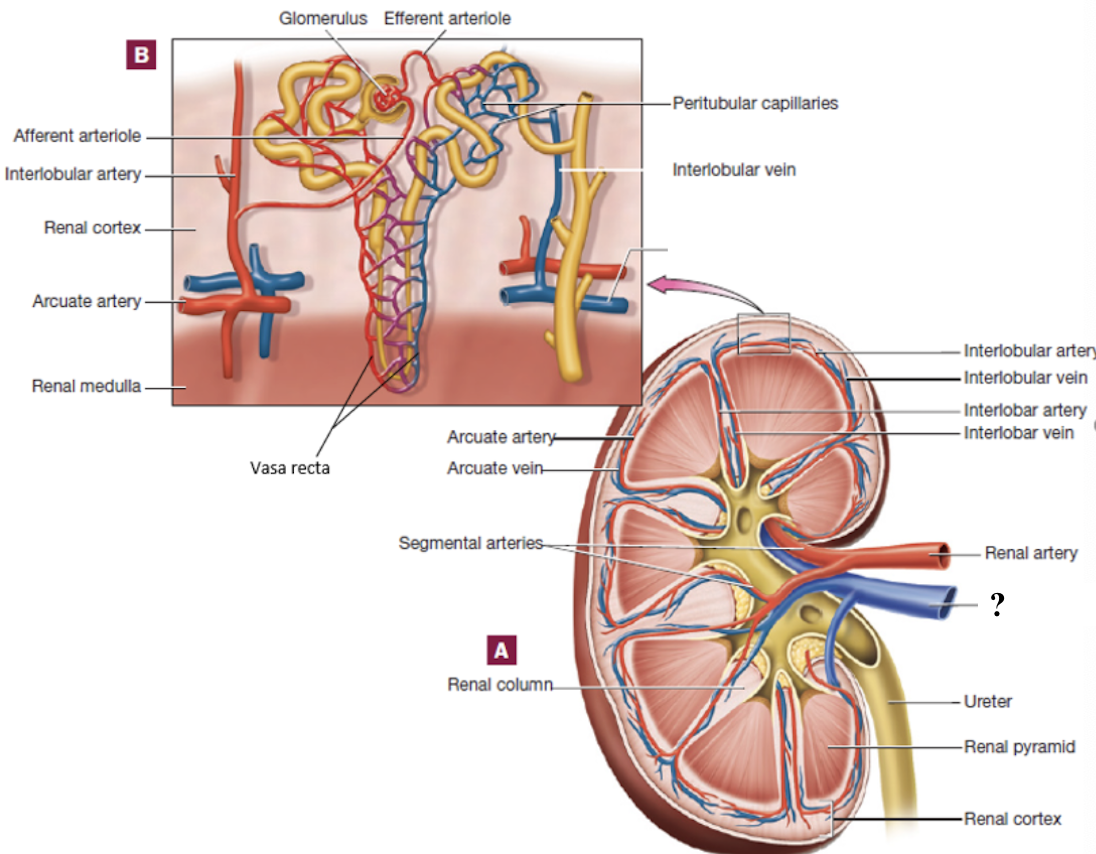 <p>drains into the inferior vena cava</p>