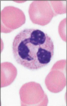 <p>Which cell is pictured?</p>