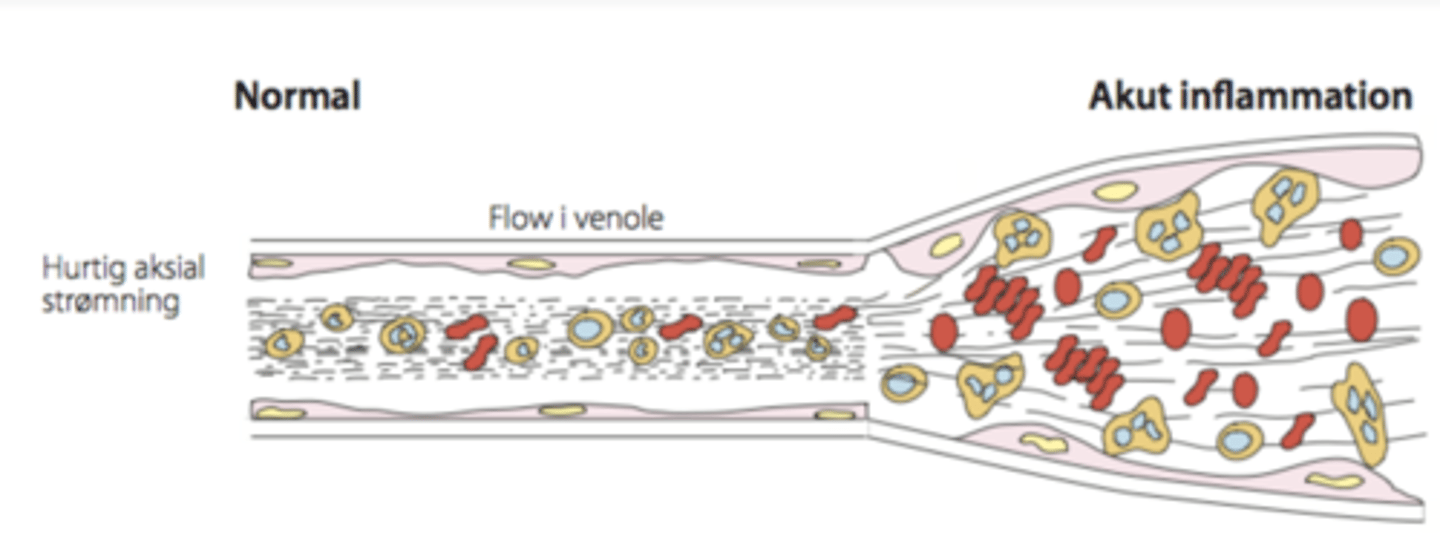 <p>Når endothelcellerne udviser adhæsionsproteiner og IL-8 på overfladen, så kan fagocytterne hæfte sig fast.</p><p>Cellerne kan nu bevæge sig gennem endothelet gennem marginalisering</p>