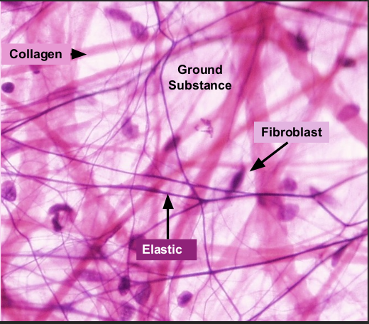 <p>contains COLLAGEN fibers, ELASTIC fibers, and FIBROBLASTS</p><ul><li><p>helps bind other tissues together and part of the INFLAMMATORY response </p></li></ul><p></p>