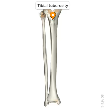 <p>Patellar ligaments attach here.</p><p></p>