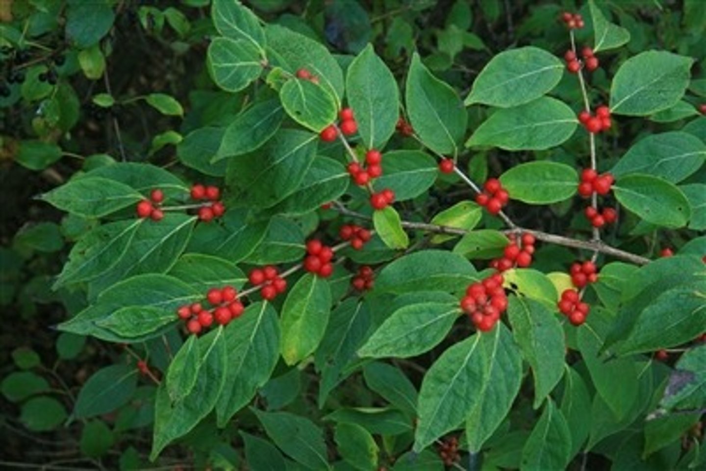 <p>bush honeysuckle</p><p>or</p><p>Amur honeysuckle</p><p>Family: Caprifoliaceae</p><p>- Invasive and Everywhere!</p><p>- Hollow Twig</p>