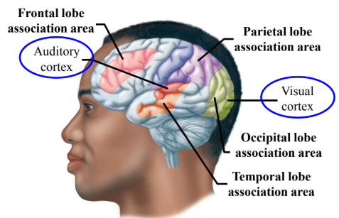 <ul><li><p>Cochlear nerve fibers synapse with interneurons in the brainstem. </p></li><li><p>From the brainstem a multineuron pathway transmits information through the thalamus to the auditory cortex in the temporal lobe.</p></li></ul><p></p>