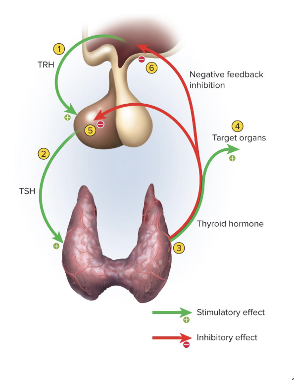 <p>an increase in the target organ’s hormone level inhibits the release of hypothalamic and/or pituitary hormones</p><ul><li><p>ex) the more hormones the thyroid glands makes, the less stimulation they will receive to make hormones</p></li><li><p>most feedback loops in endocrine system are negative</p></li></ul><p></p>
