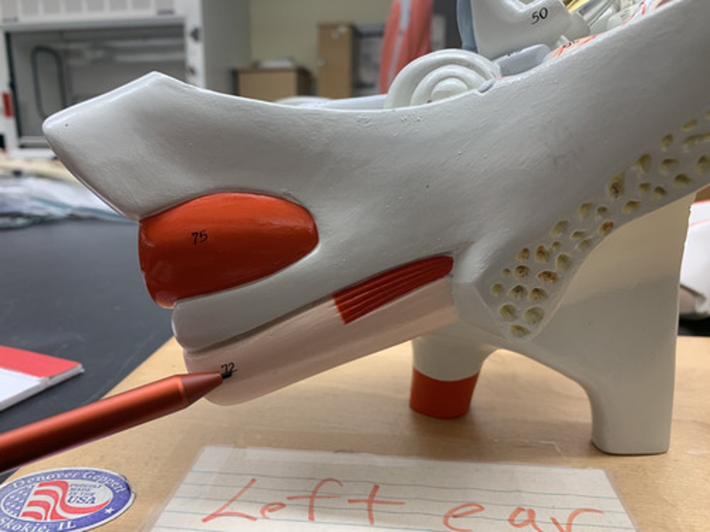 <p>A narrow tube between the middle ear and the throat that serves to equalize pressure on both sides of the eardrum</p>