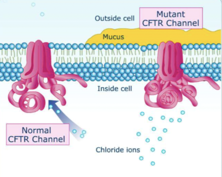 <p>normal functioning CFTR channel- moves chloride ions out of the cell</p><p>mutant CFTR channel- doesn’t move chloride ions out of the cell → water potential in the lumen remains low → water doesn't move out of the cell via osmosis → mucus remains viscous and sticky</p>