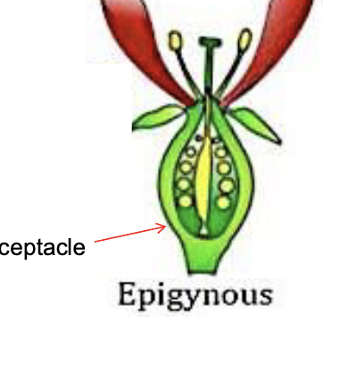 <p><span>The flower has an ovary covered by the</span><br><span>receptacle and sitting below the floral organs</span></p>