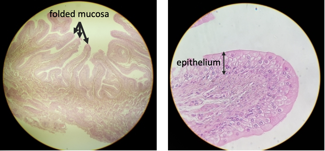 <p>what is this?</p>