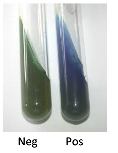 can bacteria bring citrate into cell and use it

\+ blue

\- green