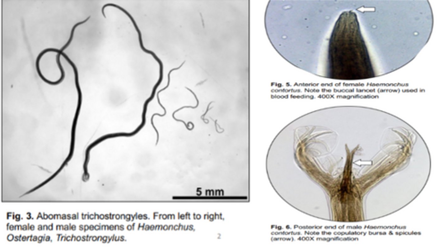 <p>Largest of the abomasal trichostrongyle</p><p>-Small buccal cavity</p><p>-Common name: Barber pole (female worms coil/wrap their uterus/ovaries around their intestine)</p>