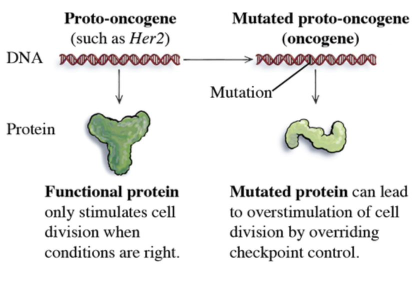<p><span style="background-color: transparent; font-family: "Proxima Nova", sans-serif;"><span>The gene is always activated, so it continues to divide (ignores the G1 checkpoint)</span></span></p>