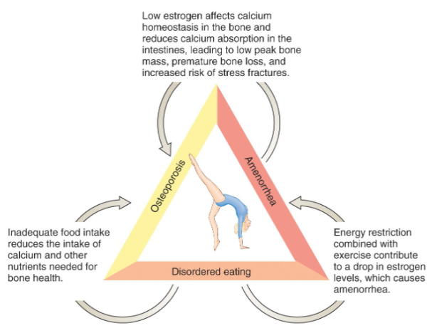 <ul><li><p>disordered eating due to pressures to maintain lean, thin, and athletic bodies</p></li><li><p>energy restriction paired with excessive exercise can upset hormonal imbalance</p></li><li><p>low estrogen levels can lead to amenorrhea (stopping of menstruation)</p></li><li><p>low food intake and low estrogen can impact nutrient intake, especially calcium</p></li></ul><p></p>