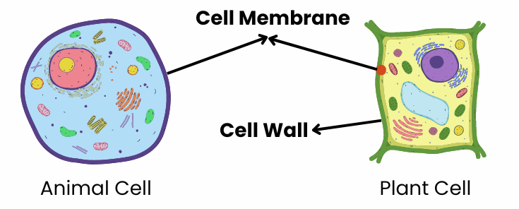 <p>cell membrane</p>