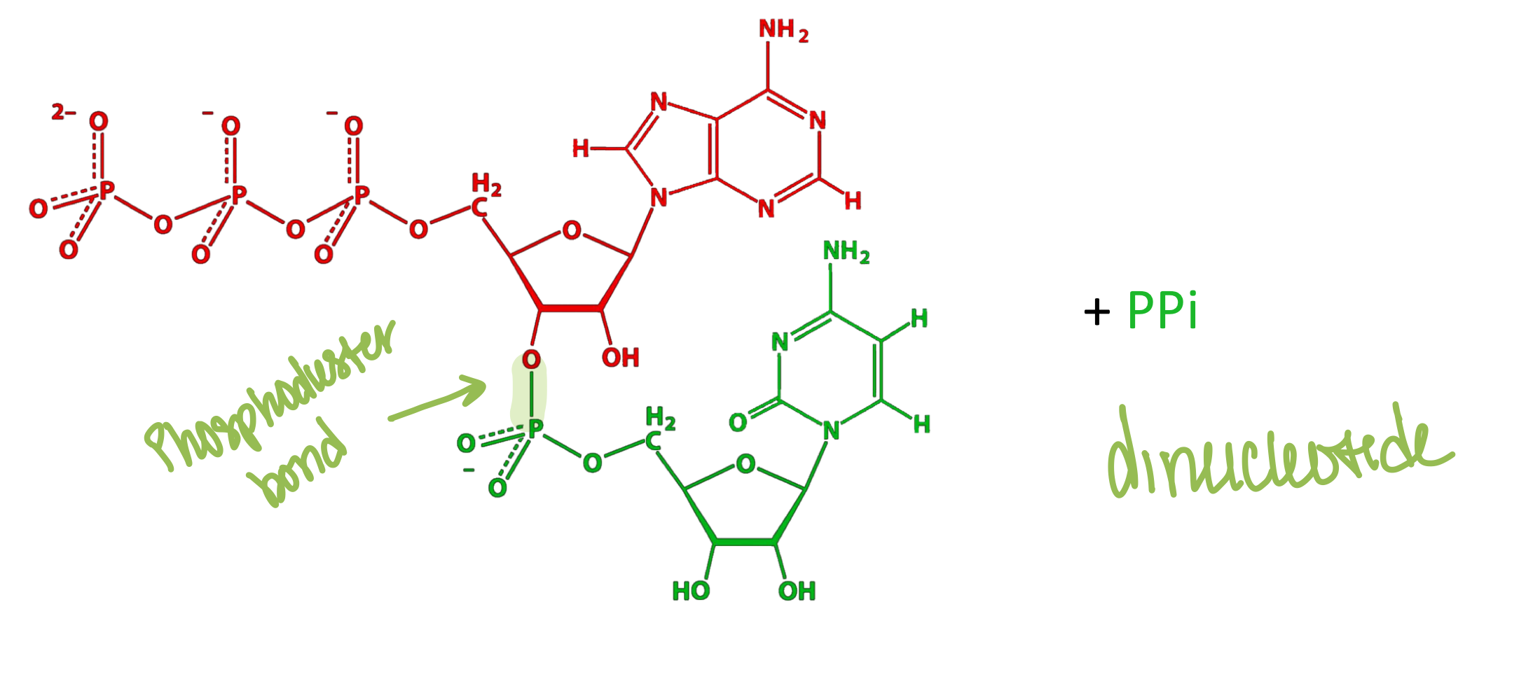 <p><strong>Phosphodiester</strong> bonds (between the 3' OH of one sugar and 5' phosphate of the next sugar)</p>