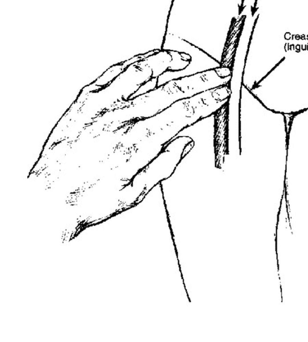 <p>pulse of the femoral artery felt in the groin</p>