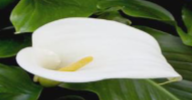 <p>type of inflorescence and name of plant</p>