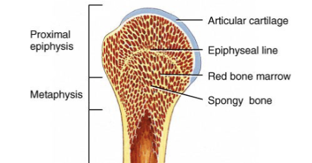 <p>located between epiphysis and diaphysis</p>