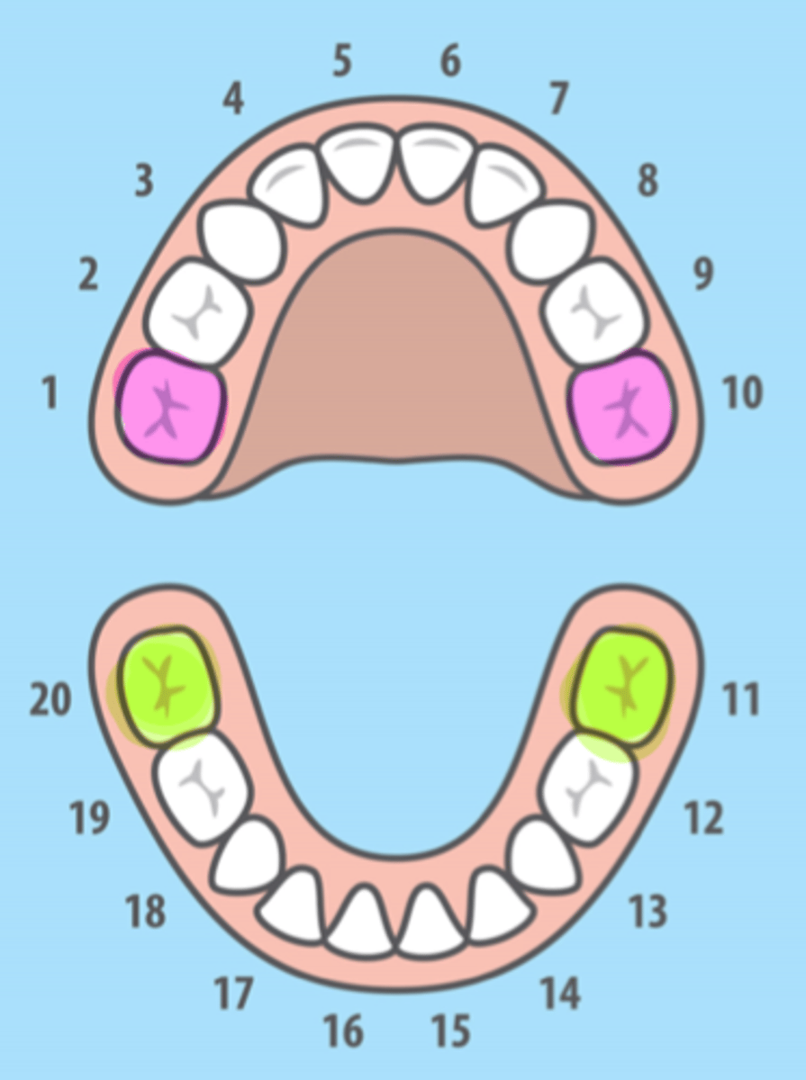 <p>All Primary 2nd Molars</p>