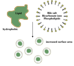 <p>breaking apart large drops of fat into smaller ones (and so increasing their surface area)</p>