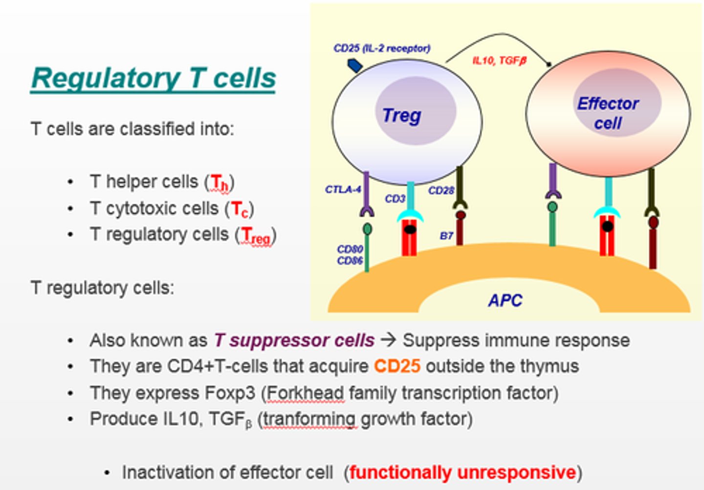 <p>develop upon T cell activation with a dendritic cell and self antigen. Help reduce the immune response.</p>