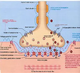 <p>Neuromuscular Junction</p>