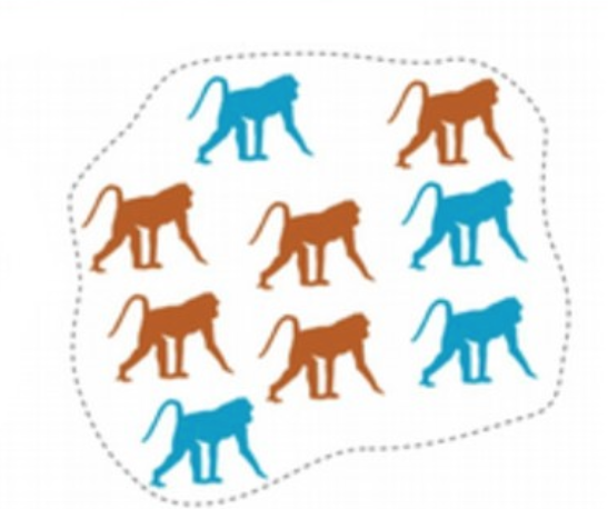 <p>Primate social structure</p>